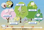 銀座ミツバチ 蜜源植物カレンダー