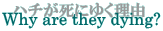 �n�`�����ɂ䂭���R